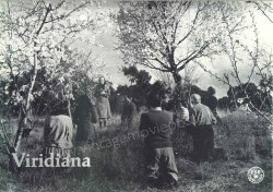 Viridiana (Viridiana)