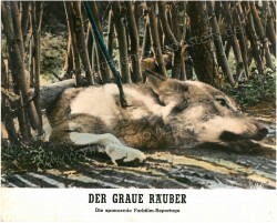Graue Räuber, Der (Seryy razboynik)