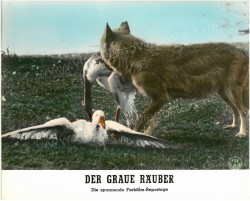 Graue Räuber, Der (Seryy razboynik)