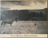 Pferdeflüsterer, Der (Horse Whisperer, The)