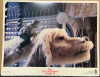 Die unendliche Geschichte 2: Auf der Suche nach Phantásien (Neverending Story II: The Next Chapter, The)